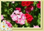 LBJflowers and Girls_0009